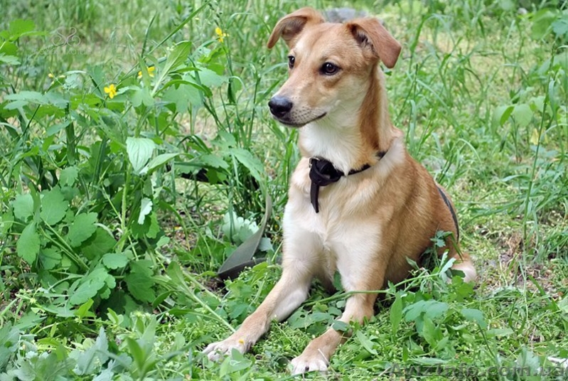 Леди Дина-золотая красавица в добрые руки - <ro>Изображение</ro><ru>Изображение</ru> #3, <ru>Объявление</ru> #910134