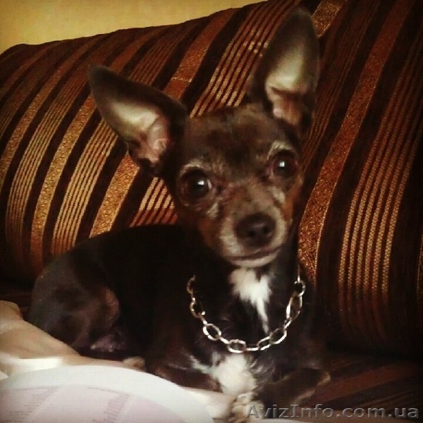 Продам щенок Чихуахуа - <ro>Изображение</ro><ru>Изображение</ru> #3, <ru>Объявление</ru> #915301