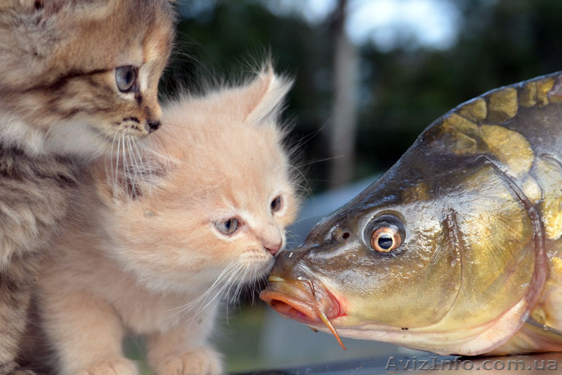 База отдыха Орельский Двор - <ro>Изображение</ro><ru>Изображение</ru> #10, <ru>Объявление</ru> #871799