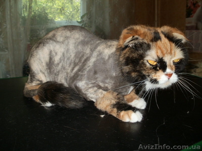 Стрижка котов и собак. - <ro>Изображение</ro><ru>Изображение</ru> #5, <ru>Объявление</ru> #56591