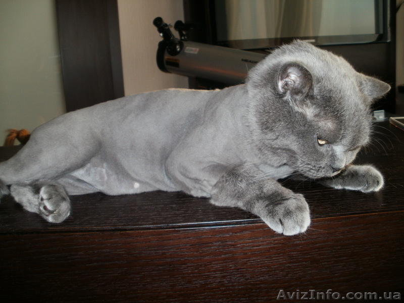 Стрижка котов и собак. - <ro>Изображение</ro><ru>Изображение</ru> #4, <ru>Объявление</ru> #56591