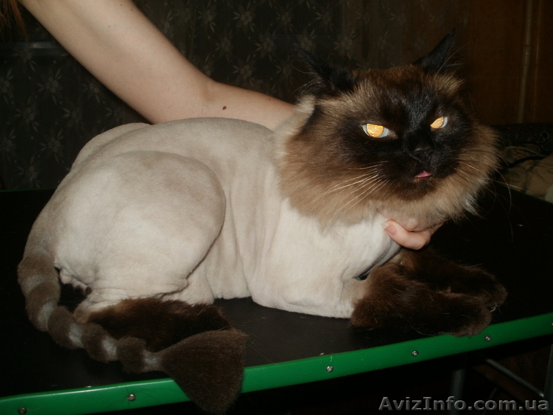 Стрижка котов и собак. - <ro>Изображение</ro><ru>Изображение</ru> #3, <ru>Объявление</ru> #56591