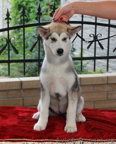 Щенки аляскинского маламута от Чемпионов! - <ro>Изображение</ro><ru>Изображение</ru> #4, <ru>Объявление</ru> #930519