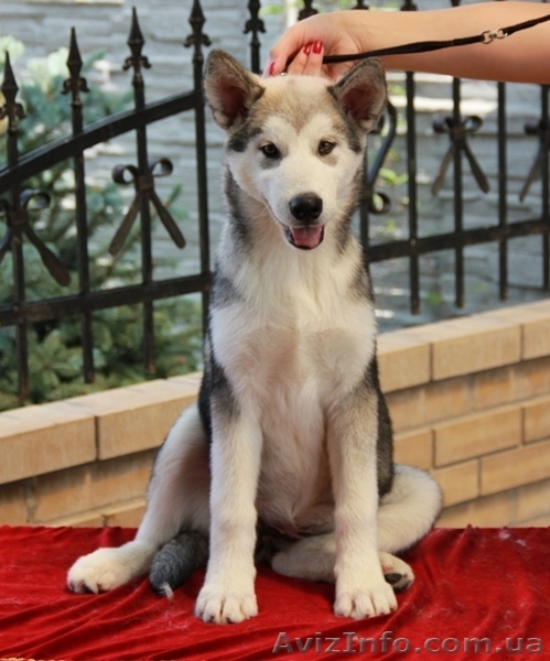 Щенки аляскинского маламута от Чемпионов! - <ro>Изображение</ro><ru>Изображение</ru> #5, <ru>Объявление</ru> #930519