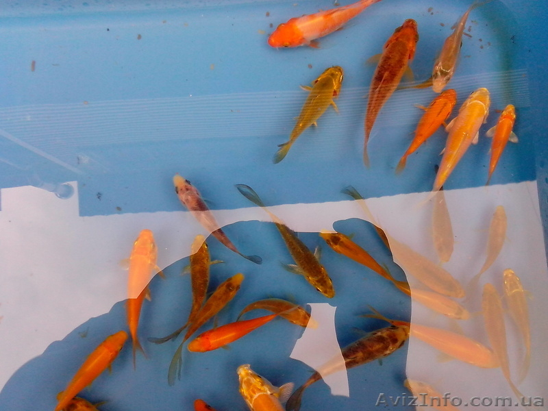 Эксклюзивные Карпы Кои - <ro>Изображение</ro><ru>Изображение</ru> #3, <ru>Объявление</ru> #925755
