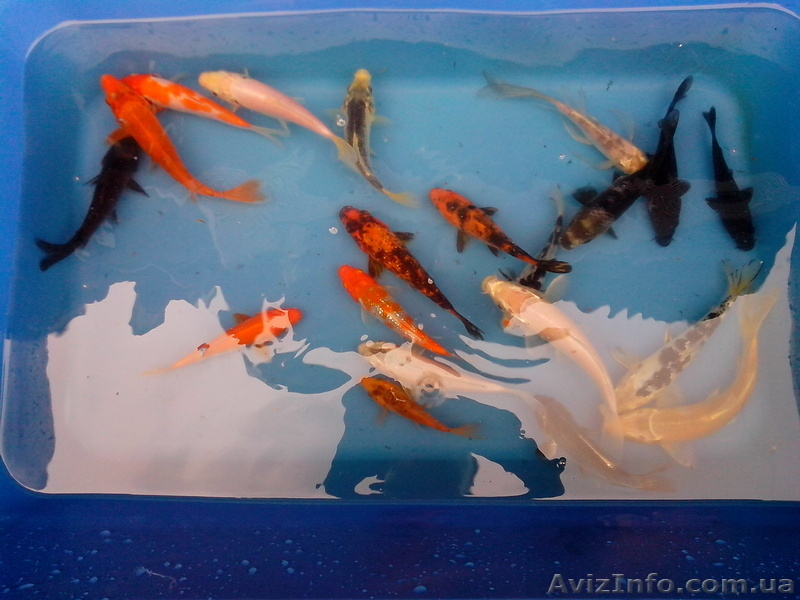 Эксклюзивные Карпы Кои - <ro>Изображение</ro><ru>Изображение</ru> #4, <ru>Объявление</ru> #925755