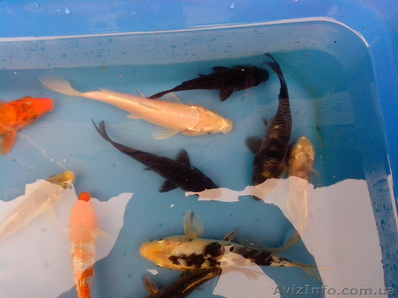 Эксклюзивные Карпы Кои - <ro>Изображение</ro><ru>Изображение</ru> #5, <ru>Объявление</ru> #925755