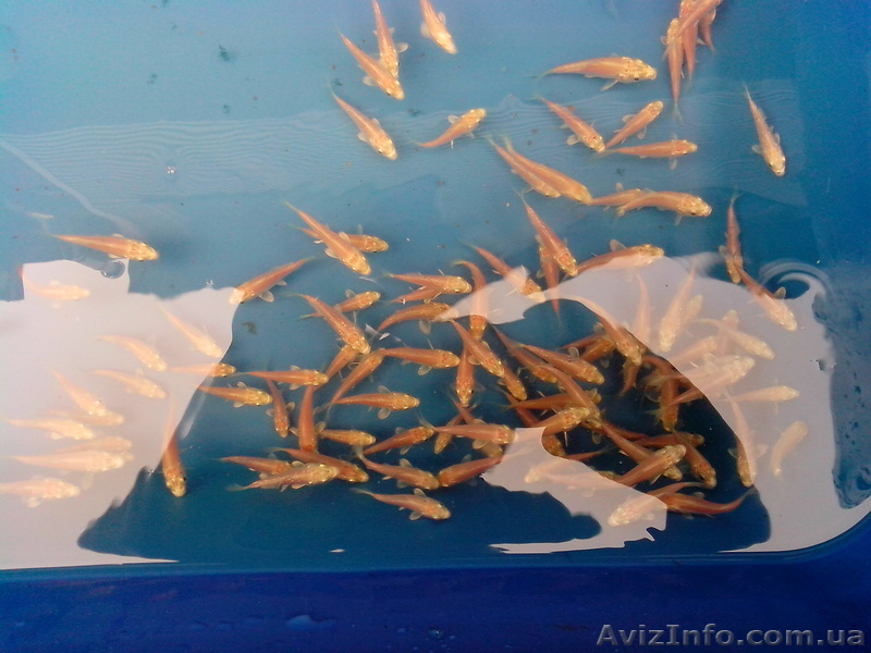 Эксклюзивные Карпы Кои - <ro>Изображение</ro><ru>Изображение</ru> #7, <ru>Объявление</ru> #925755