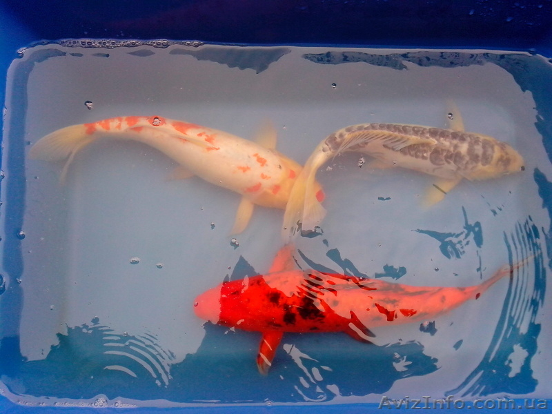 Эксклюзивные Карпы Кои - <ro>Изображение</ro><ru>Изображение</ru> #9, <ru>Объявление</ru> #925755