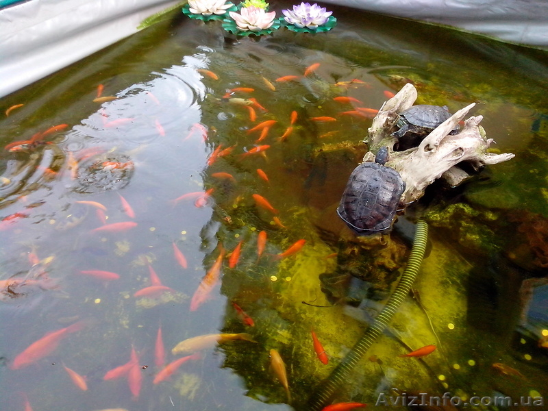 Эксклюзивные Карпы Кои - <ro>Изображение</ro><ru>Изображение</ru> #10, <ru>Объявление</ru> #925755