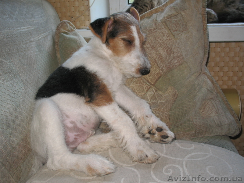 фокстерьер - <ro>Изображение</ro><ru>Изображение</ru> #4, <ru>Объявление</ru> #930983