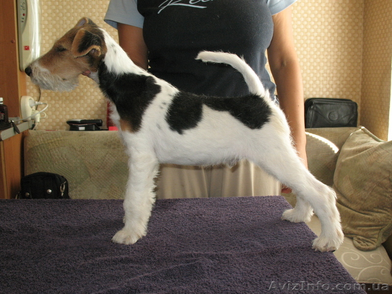 фокстерьер - <ro>Изображение</ro><ru>Изображение</ru> #3, <ru>Объявление</ru> #930983