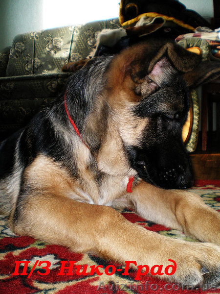 щенки немецкой овчарки ,документы КСУ-FCI - <ro>Изображение</ro><ru>Изображение</ru> #3, <ru>Объявление</ru> #924694