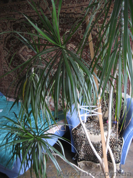 Комнатная Пальма Драцена - <ro>Изображение</ro><ru>Изображение</ru> #3, <ru>Объявление</ru> #927607
