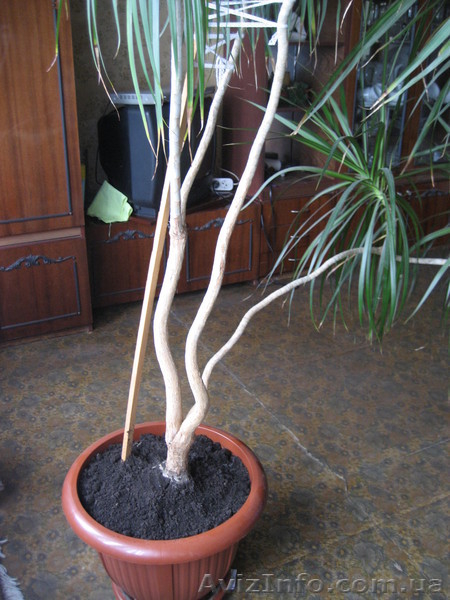 Комнатная Пальма Драцена - <ro>Изображение</ro><ru>Изображение</ru> #4, <ru>Объявление</ru> #927607
