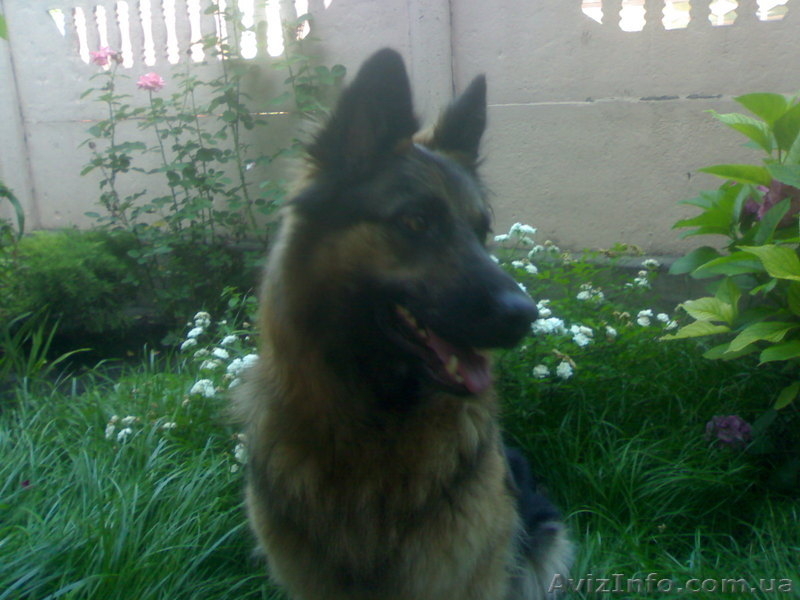 КРУПНЫЕ ЩЕНКИ ОВЧАРКИ - <ro>Изображение</ro><ru>Изображение</ru> #4, <ru>Объявление</ru> #925151