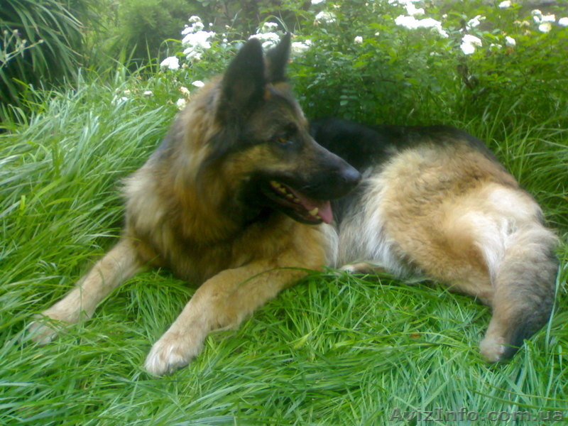 КРУПНЫЕ ЩЕНКИ ОВЧАРКИ - <ro>Изображение</ro><ru>Изображение</ru> #3, <ru>Объявление</ru> #925151