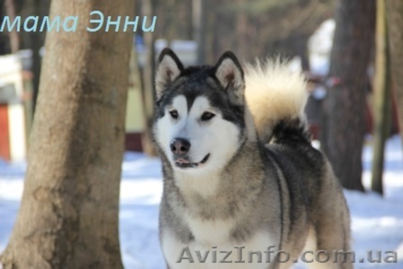 Щенки аляскинского маламута от Чемпионов! - <ro>Изображение</ro><ru>Изображение</ru> #9, <ru>Объявление</ru> #930519