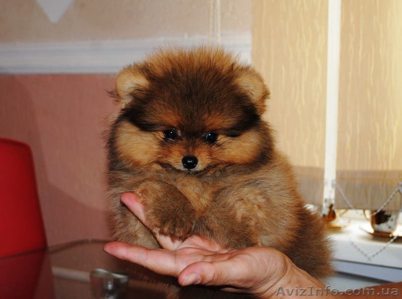 Продам щенка померанского шпица VIP-classa  - <ro>Изображение</ro><ru>Изображение</ru> #3, <ru>Объявление</ru> #939107