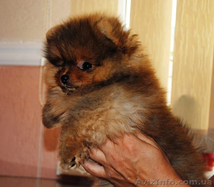 Продам щенка померанского шпица VIP-classa  - <ro>Изображение</ro><ru>Изображение</ru> #4, <ru>Объявление</ru> #939107