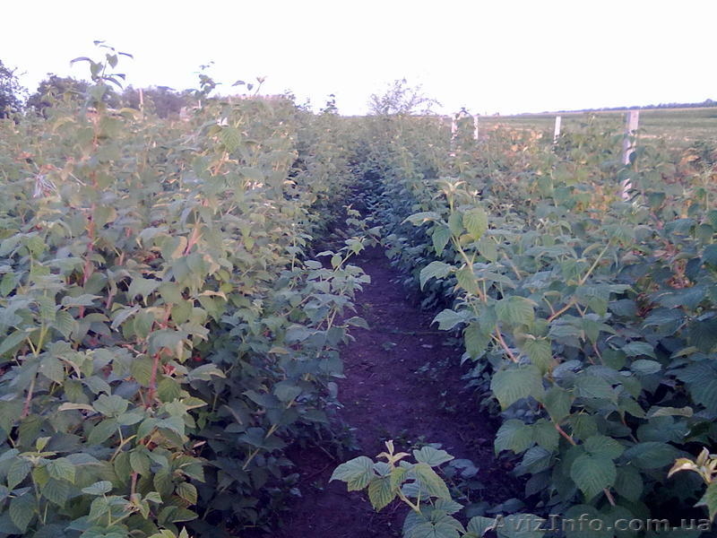 Саженцы, рассада малины Мираж. - <ro>Изображение</ro><ru>Изображение</ru> #3, <ru>Объявление</ru> #881280