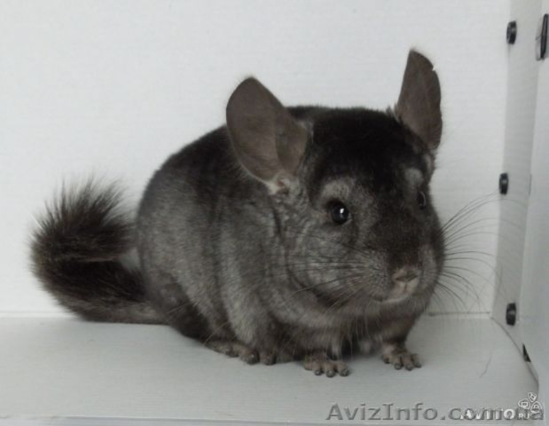 Продаются ШИНШИЛЛЯТА 270грн Гетероэбони кНовомуГоду!!!разного возраста - <ro>Изображение</ro><ru>Изображение</ru> #3, <ru>Объявление</ru> #918702