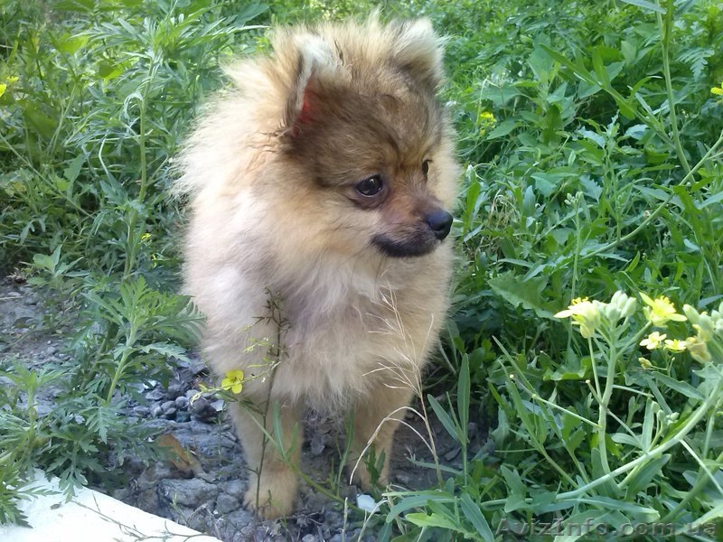 Продам щенка Померанского шпица  - <ro>Изображение</ro><ru>Изображение</ru> #3, <ru>Объявление</ru> #941907