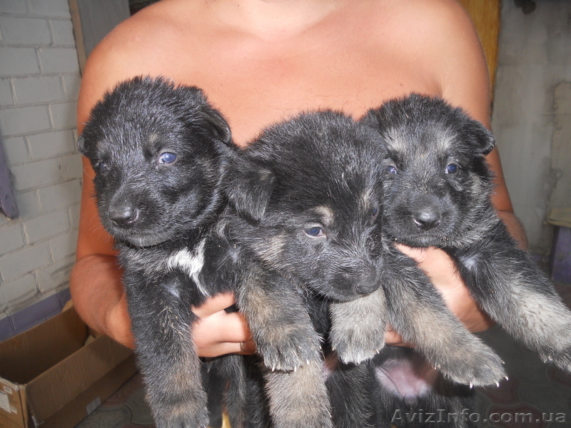 Чистокровные щенки немецкой овчарки - <ro>Изображение</ro><ru>Изображение</ru> #3, <ru>Объявление</ru> #947322