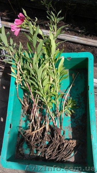 Продам Саженцы альстромерии - <ro>Изображение</ro><ru>Изображение</ru> #3, <ru>Объявление</ru> #944237