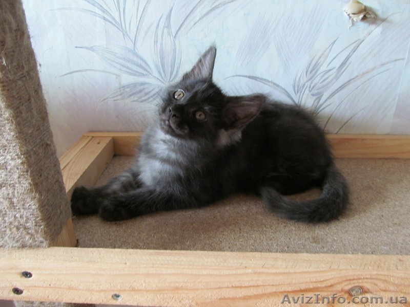 пушистики мейн кун - <ro>Изображение</ro><ru>Изображение</ru> #3, <ru>Объявление</ru> #953774