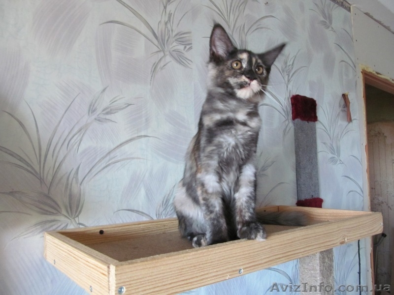 Обмен кошечки мейн кун на абиссинскую - <ro>Изображение</ro><ru>Изображение</ru> #3, <ru>Объявление</ru> #953770