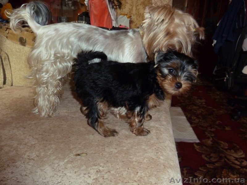 Очень красивые малыши йоркширского терьера - <ro>Изображение</ro><ru>Изображение</ru> #6, <ru>Объявление</ru> #952641