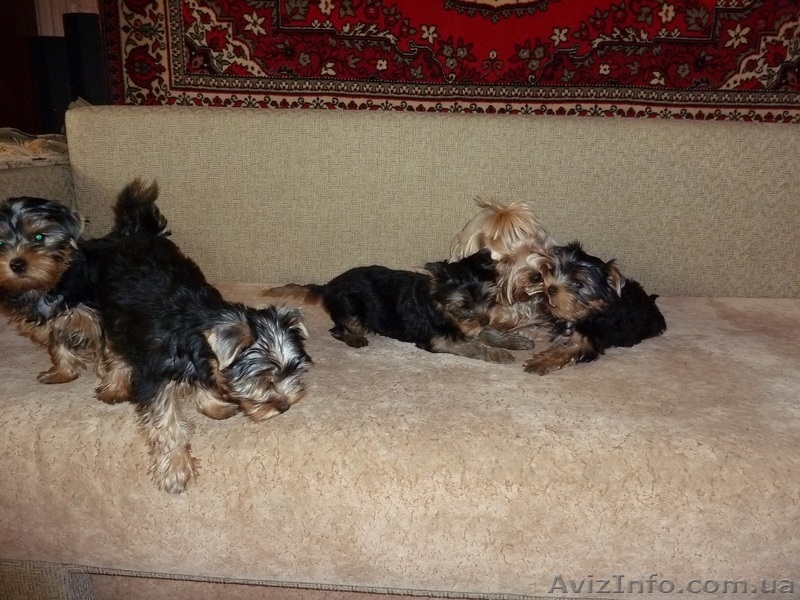 Очень красивые малыши йоркширского терьера - <ro>Изображение</ro><ru>Изображение</ru> #3, <ru>Объявление</ru> #952641