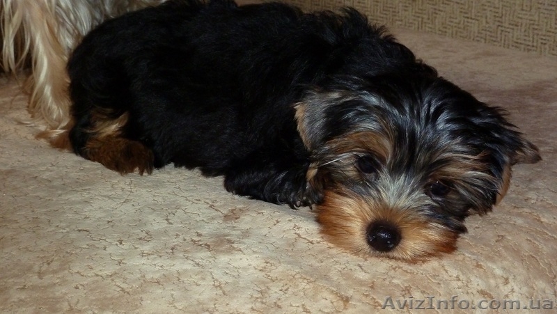Очень красивые малыши йоркширского терьера - <ro>Изображение</ro><ru>Изображение</ru> #4, <ru>Объявление</ru> #952641