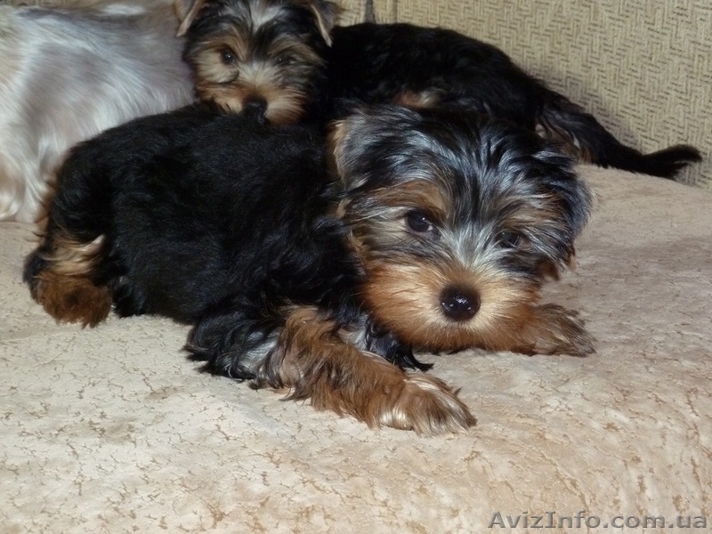 Очень красивые малыши йоркширского терьера - <ro>Изображение</ro><ru>Изображение</ru> #5, <ru>Объявление</ru> #952641