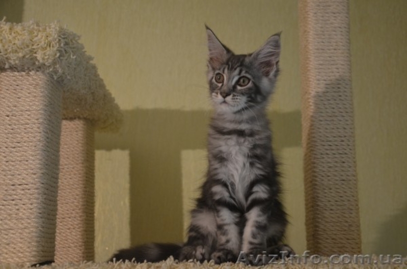 Крупные котята мейн кун из питомника - <ro>Изображение</ro><ru>Изображение</ru> #3, <ru>Объявление</ru> #977937