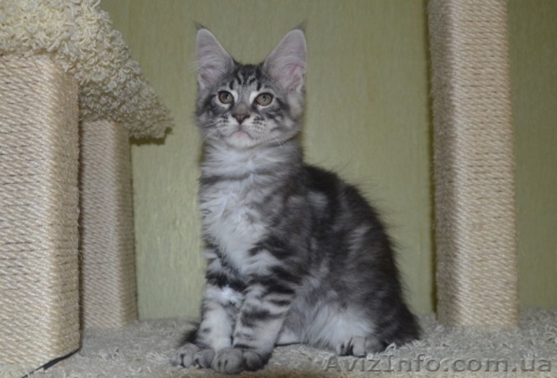Крупные котята мейн кун из питомника - <ro>Изображение</ro><ru>Изображение</ru> #1, <ru>Объявление</ru> #977937