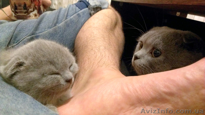 ШОТЛАНДСКИЕ КОТЯТА самые лучшие на свете! - <ro>Изображение</ro><ru>Изображение</ru> #5, <ru>Объявление</ru> #976060