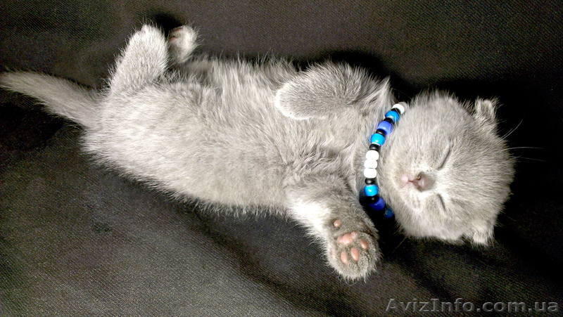 ШОТЛАНДСКИЕ КОТЯТА самые лучшие на свете! - <ro>Изображение</ro><ru>Изображение</ru> #3, <ru>Объявление</ru> #976060