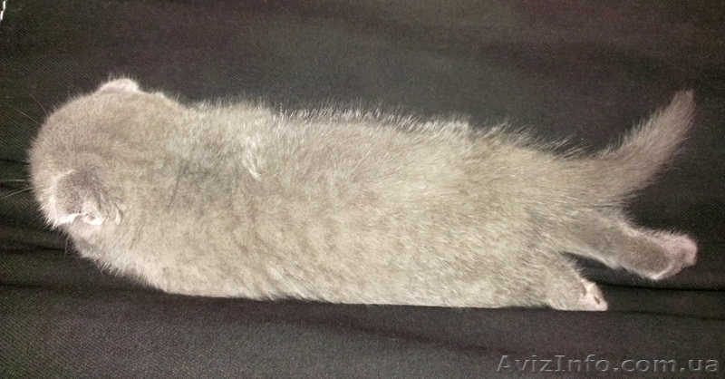 ШОТЛАНДСКИЕ КОТЯТА самые лучшие на свете! - <ro>Изображение</ro><ru>Изображение</ru> #4, <ru>Объявление</ru> #976060