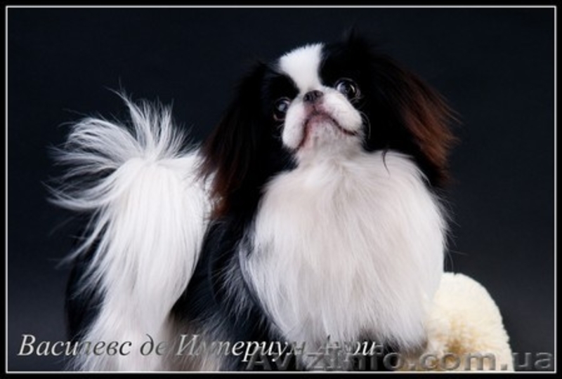 щенки, японский хин - <ro>Изображение</ro><ru>Изображение</ru> #3, <ru>Объявление</ru> #320414