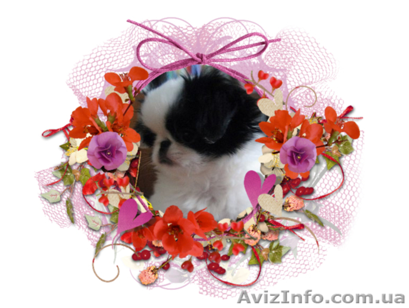 щенки, японский хин - <ro>Изображение</ro><ru>Изображение</ru> #5, <ru>Объявление</ru> #320414