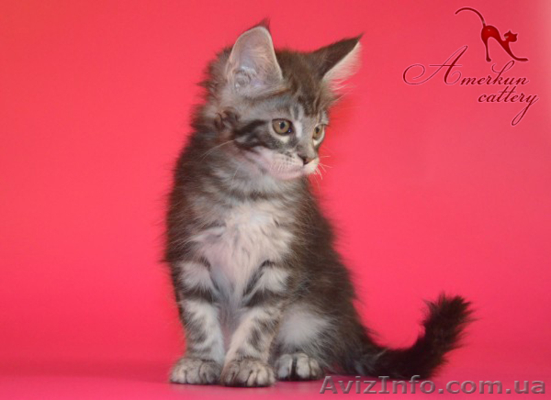  котята мейн кун от питомника, от элитных родителей - <ro>Изображение</ro><ru>Изображение</ru> #3, <ru>Объявление</ru> #968852