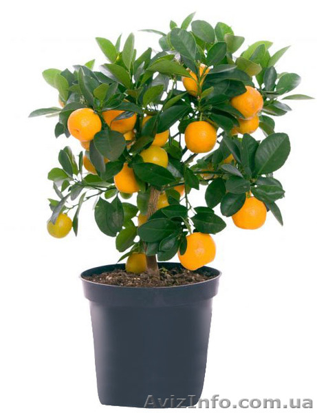 Мандарин, апельсин плодоносящий, комнатный саженцы Кировоград. - <ro>Изображение</ro><ru>Изображение</ru> #5, <ru>Объявление</ru> #980050