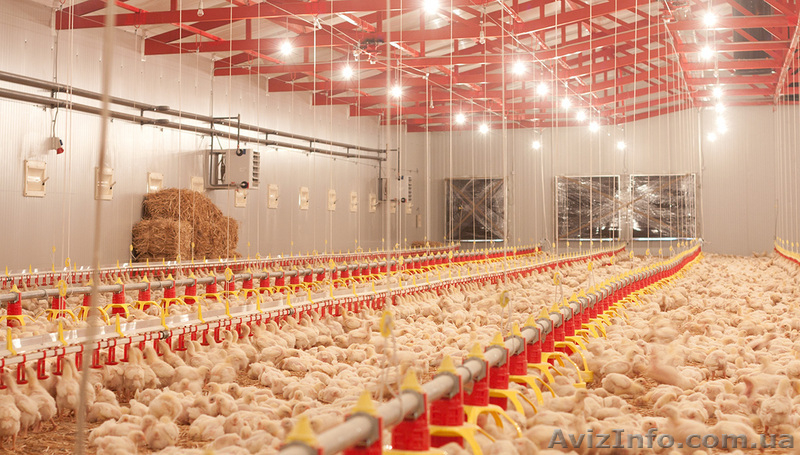 ЧП "ВТФ Гран-Агро" (линии кормления и поения для птиц) - <ro>Изображение</ro><ru>Изображение</ru> #4, <ru>Объявление</ru> #973325