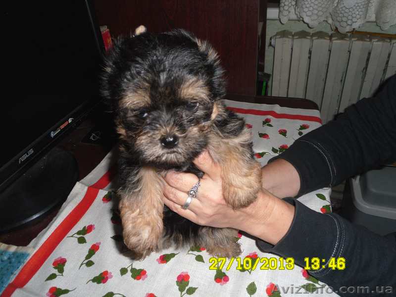 Девочки-припевочки - <ro>Изображение</ro><ru>Изображение</ru> #3, <ru>Объявление</ru> #983871