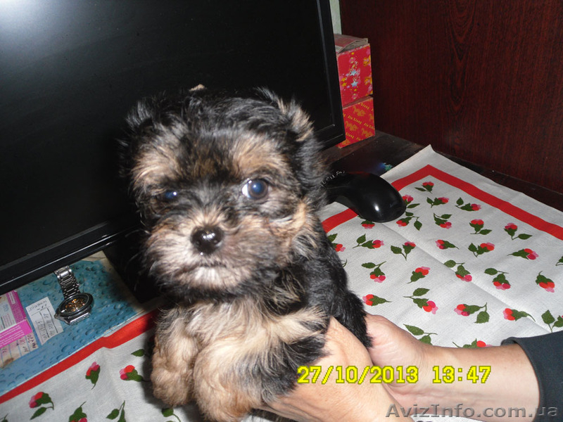 Девочки-припевочки - <ro>Изображение</ro><ru>Изображение</ru> #4, <ru>Объявление</ru> #983871