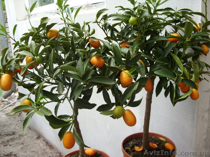 Мандарин, апельсин плодоносящий, комнатный саженцы Кировоград. - <ro>Изображение</ro><ru>Изображение</ru> #3, <ru>Объявление</ru> #980050