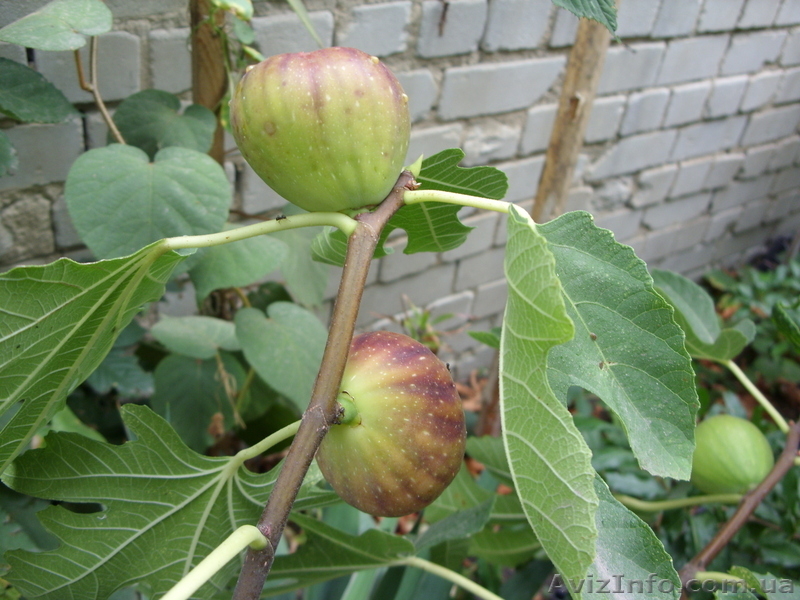 Мандарин, апельсин плодоносящий, комнатный саженцы Кировоград. - <ro>Изображение</ro><ru>Изображение</ru> #6, <ru>Объявление</ru> #980050