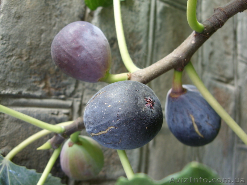 Мандарин, апельсин плодоносящий, комнатный саженцы Кировоград. - <ro>Изображение</ro><ru>Изображение</ru> #7, <ru>Объявление</ru> #980050